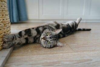 cute cat