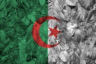 Algeria flag depicted on many leafs of monstera palm trees. Trendy fashionable background