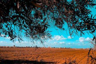 a dirt field with trees and a blue sky in the background